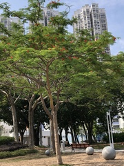 Delonix regia