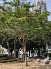 Delonix regia