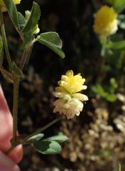 Trifolium campestre