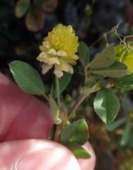 Trifolium campestre