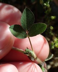 Trifolium campestre