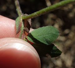 Trifolium campestre