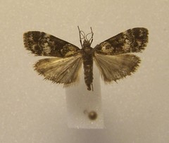 Eudonia dinodes