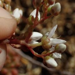 Sedum album