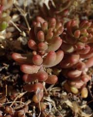 Sedum album