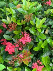 Ixora