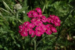 Achillea millefolium