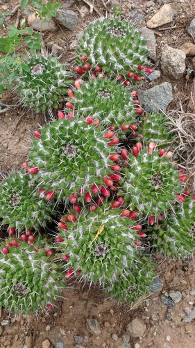 Mammillaria carnea
