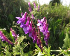 Vicia villosa