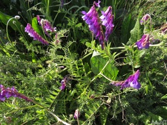 Vicia villosa