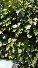 Hedera helix