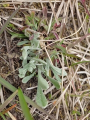 Helichrysum arenarium