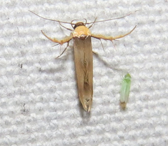 Stathmopoda similignominiosa