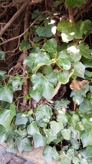 Hedera helix