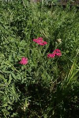 Achillea millefolium