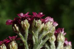Achillea millefolium