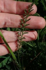 Achillea millefolium