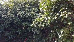 Hedera helix