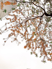 Cassia javanica javanica