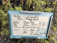 Ambrosia bryantii