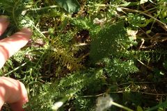 Achillea millefolium