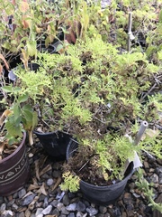 Ambrosia bryantii