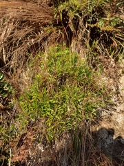 Wahlenbergia akaroa