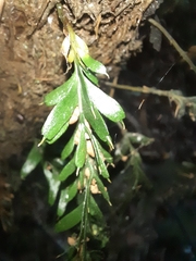 Tmesipteris horomaka