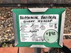 Agastache breviflora