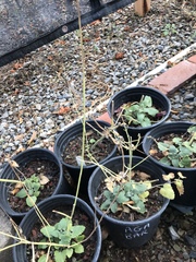 Agastache breviflora