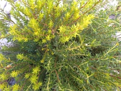 Coleonema pulchellum