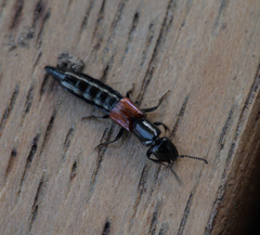 Thyreocephalus