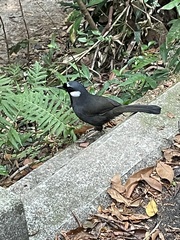 Pterorhinus chinensis