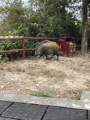 Pterorhinus chinensis