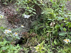 Pterorhinus chinensis