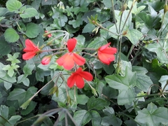Pelargonium tongaense