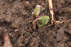 Oxalis obtriangulata
