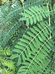 Pterorhinus chinensis