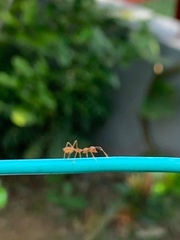 Oecophylla smaragdina