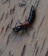 Thyreocephalus