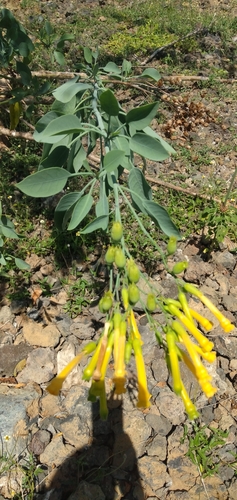 Nicotiana image