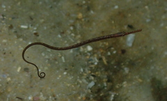 Stigmatopora nigra