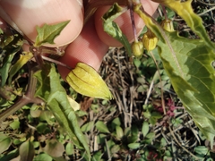 Physalis angulata