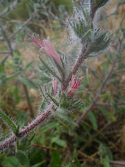 Echium asperrimum