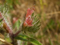 Echium asperrimum
