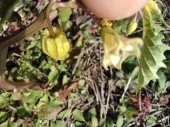 Physalis angulata