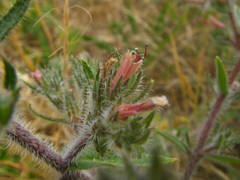 Echium asperrimum