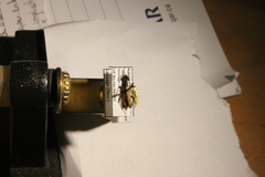 Anastrangalia sanguinea