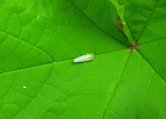 Cicadella