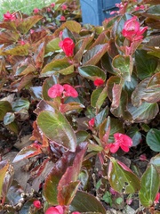 Begonia semperflorens-cultorum